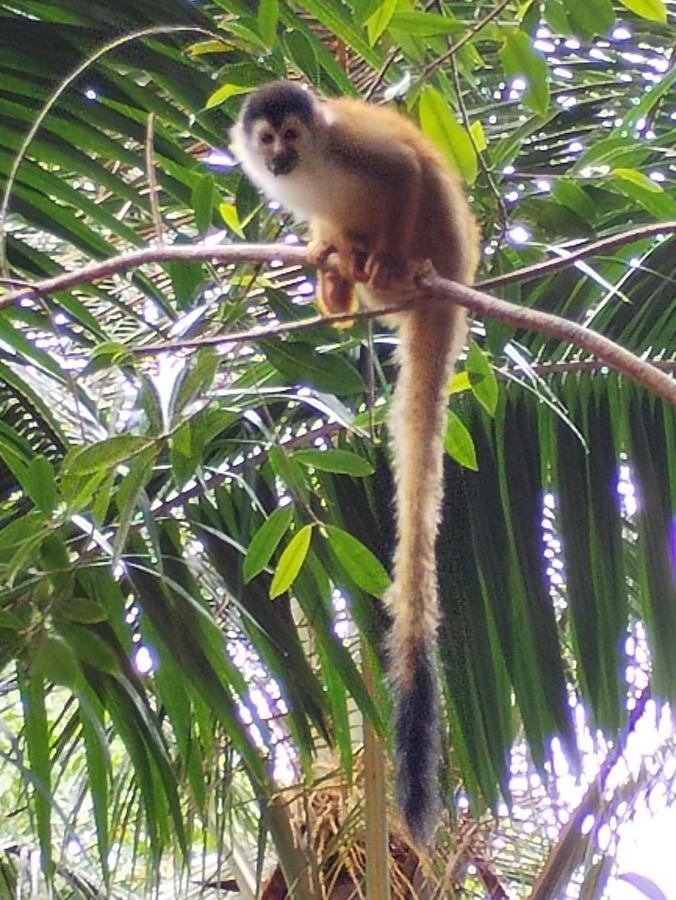 Happy Monkeys Villa ปัวร์โตคิมาเนซ ภายนอก รูปภาพ