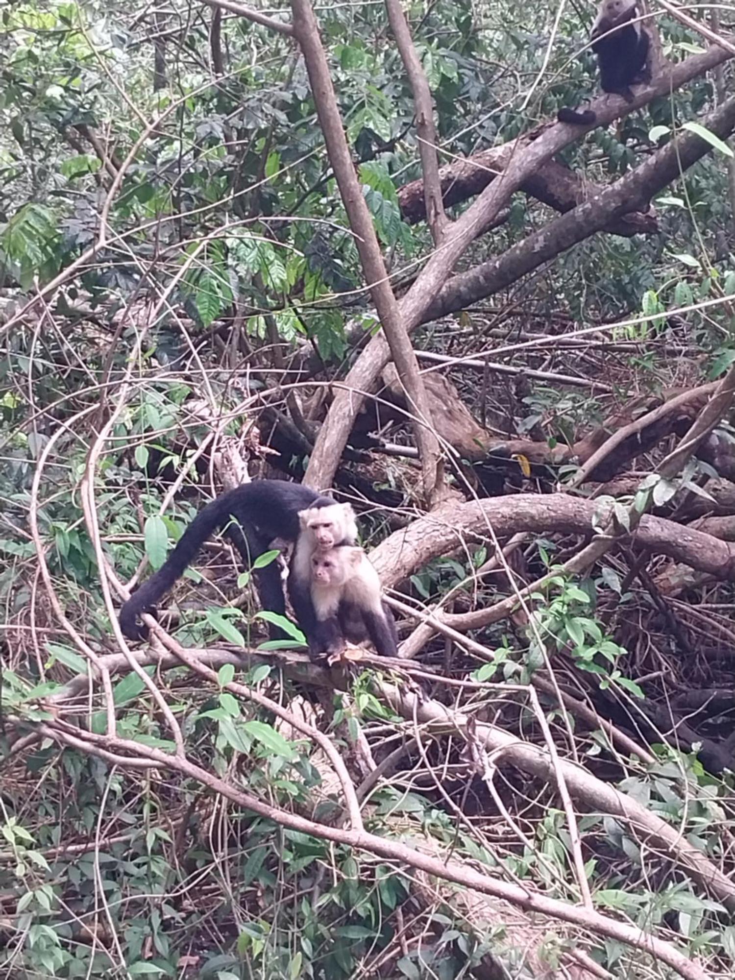 Happy Monkeys Villa ปัวร์โตคิมาเนซ ภายนอก รูปภาพ