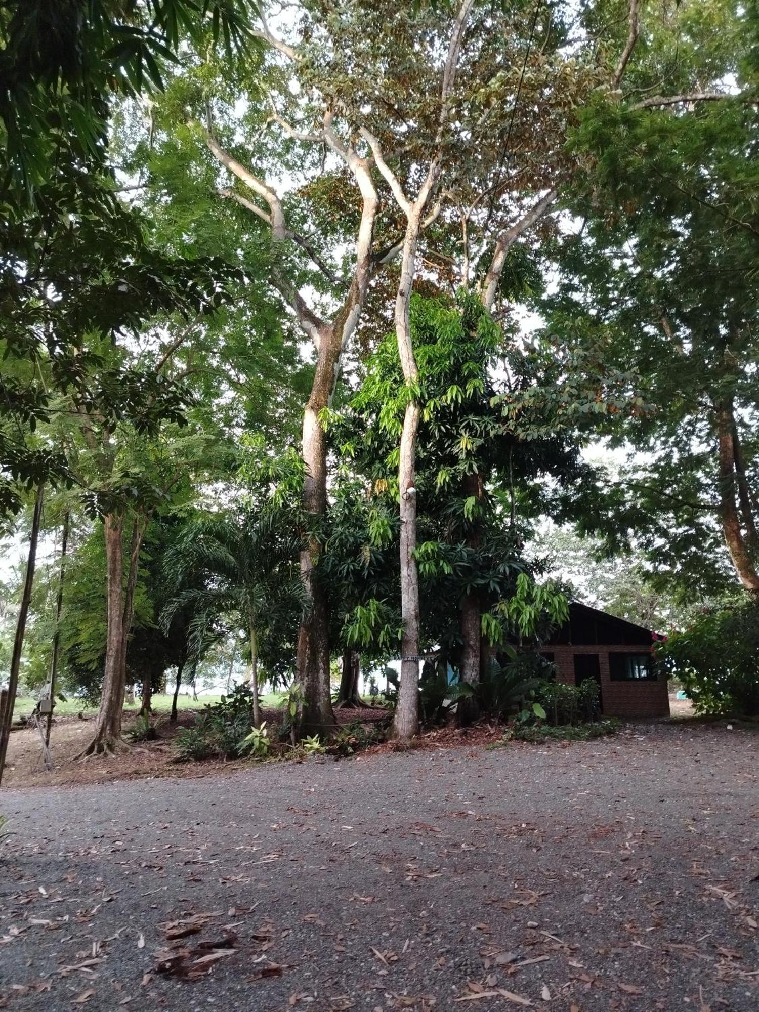 Happy Monkeys Villa ปัวร์โตคิมาเนซ ภายนอก รูปภาพ